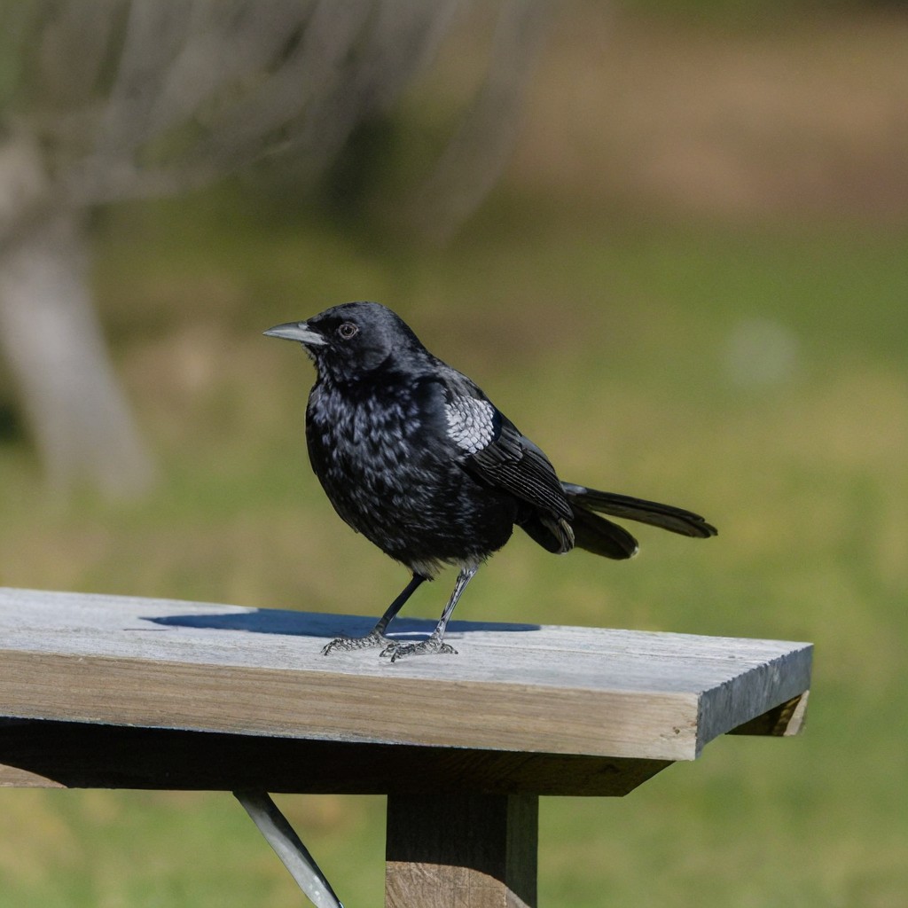 SDXL generated image: A black bird in the sunlight
